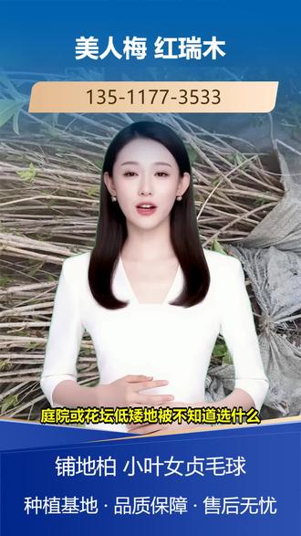 大同高50厘米红瑞木批发价格 135-1177-3533。花园里丛生植物少,缺自然感?丛生紫荆花多色艳,流苏树花期香气浓,垂枝樱花姿态优美。种上这些丛生植物,能增加花园的自然氛围。我们的丛生苗原生状态好,树形自然,易成活。想让花园更有自然感?关注我们了解更多丛生植物信息。 #亳州15公分银杏种植基地 #台州高80厘米红瑞木多少钱 #丹东高1米9北海道黄杨 #延安12公分红梅批发价格 #昭通高2米1北海道黄杨批发价格