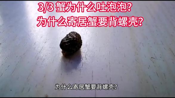 蟹为什么吐泡泡?为什么寄居蟹要背螺壳?螃蟹有哪几种做法?#十万个为什么#海洋生物#螃蟹