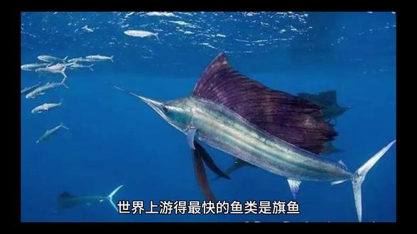 世界上游得最快的鱼类是旗鱼,它保持着海洋动物的速度纪录!🐟💨
🌟 旗鱼的速度数据
最高时速:190公里/小时(相当于高铁的速度!)
平均时速:90-110公里
吉尼斯认证:全球最快的海洋动物
🏆 旗鱼的“超能力”
流线型身体:像火箭一样减少阻力。
剑状长吻:劈开海水高速前进。
可折叠背鳍:游泳时收背鳍,冲刺时展开如帆。
🐠 其他游泳健将(对比参考)
剑鱼:130公里/小时(第二名)
灰鲭鲨:96公里/小时(鲨鱼中的冠军)
黄鳍金枪鱼:80公里/小时
趣味知识:旗鱼的速度比猎豹(陆地最快动物,时速120公里)还快!下次去海边,可以想象一下水下有一支“火箭鱼”舰队哦~ 🚀
(想了解旗鱼如何捕猎,或者看它破浪冲刺的视频吗?😊)