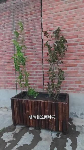 院门口栽种月季 帮妹妹打造家门口的花墙~
以红色系为主
👈🏻红色龙沙宝石,👉🏻蒂娜
等它们慢慢爬满墙,正好能遮住中间的裂缝。
以后妹妹还会在旁边画画,
家门口平时总有老人坐着聊天,
也想给他们留一处好看又舒服的小风景。
静待花开,温柔整条小院🌿