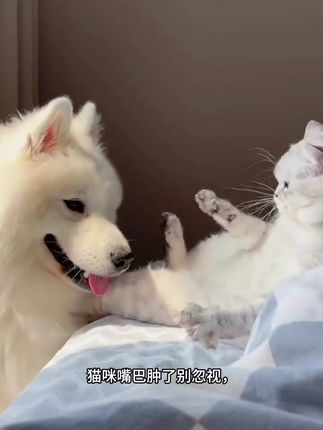 #宠物猫狗