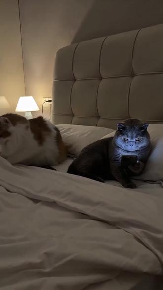 “装睡小猫”教程它来啦! 除了分享提示词外,我总结了四个写作要点,希望给大家一些启发。按照这个逻辑去“写作”,相信你不管是玩手机、吃零食还是打怪兽,都难不倒你#装睡小猫#AI教程#猫咪日常