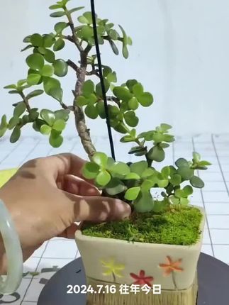 #盆景制作