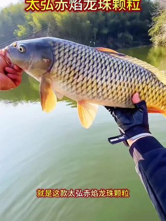 这款又香又甜的小米颗粒饵,用来钓大鲤鱼大草鱼相当不错#太弘赤焰龙珠颗粒#钓大鲤鱼#钓大草鱼#钓大青鱼#钓大鱼饵料