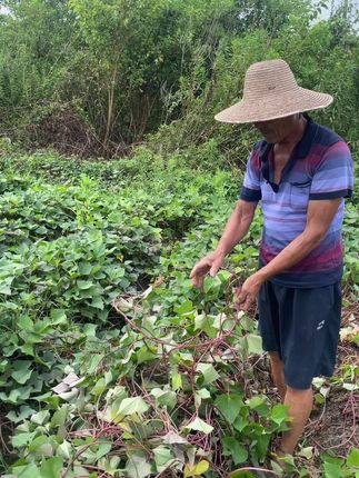 安徽无为农家自种红薯杆#红薯杆 #无为特产美食