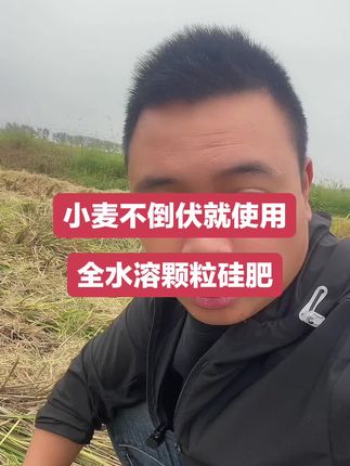 硅肥用的好小麦不倒伏 #小麦#倒伏#硅肥#肥料 小麦要想不倒伏,全水溶的颗粒硅肥可以用上