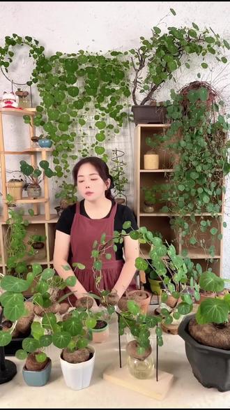 水培山乌龟太治愈!办公室桌面秒变小森林