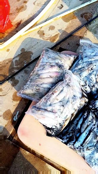 不用远行,珠海三门岛就近就能狂拉吹筒 出海垂钓日常,实地实测三门岛吹筒鱼情,专攻近海吹筒,分享实用钓鱼技巧与本地优质钓点,钓友一起交流钓鱼心得~#珠海海钓 #三门岛钓鱼 #钓吹筒 #近海海钓 #广东海钓