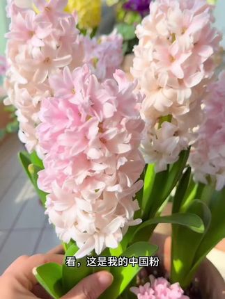 #爱养花爱生活 #盆栽花卉#水培风信子 #风信子#室内绿植 #年宵花卉