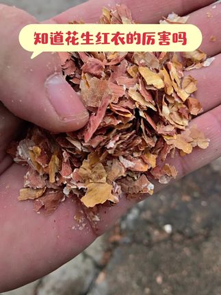 花生红衣的好处多多你知道它的厉害之处吗? #上热门🔥 #饲料原料 #牛羊饲料 #农产品 #质量认证