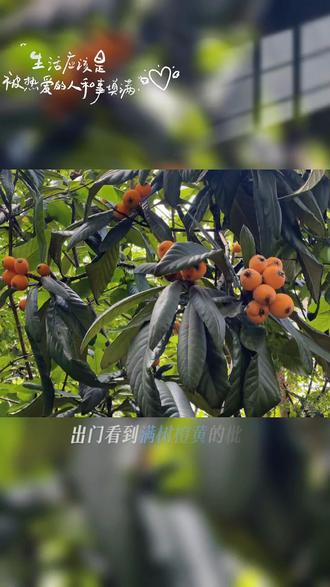 初夏;枇杷与画#国画写意枇杷