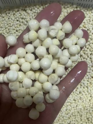 #芡实鸡头米 新鲜鸡头米