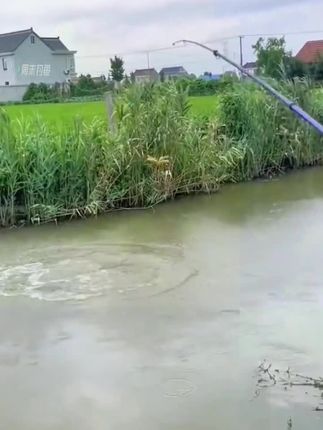 免调大力马七星漂线组全套钓鱼斑点鱼线搭配子线双钩传统鲫鱼鲤鱼#七星漂线组 #大力马七星漂线组 #大力马线组 #线组 #线组推荐