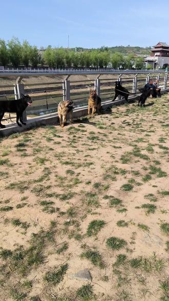 #狗市 #各种犬类 #嵩县 带大家看下犬狗市