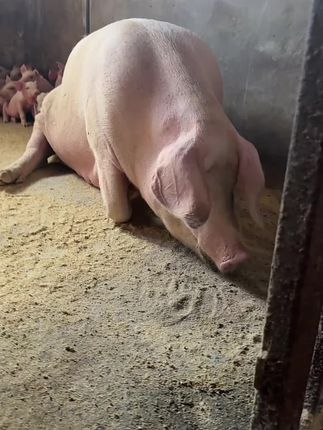 #养猪人加油干