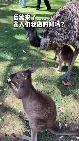 后续来了:没人管我就自己来了啊!吃的明白吗你就吃🤨#袋鼠宝宝:有人管管吗 #袋鼠 #搞笑配音