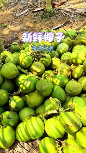 海岛00后进村采摘椰子的一天#种草激励计划 #摘椰子#椰青 #户外采摘