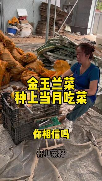 金玉兰根插到土里很快就能吃一茬还能多茬采收#金玉兰菜 #种植 #农业种植 #三农 #菊苣