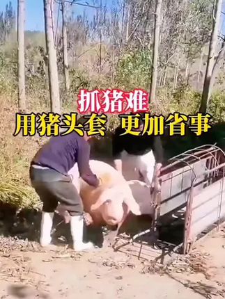 猪头套 #养殖场专用 #猪头套 #养猪知识分享 #养猪人 #自繁自养