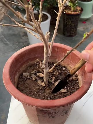 花卉绿植长势差,不发新芽,还黄叶枯叶,给它用这个再生剂改善#养花小知识 #爱生活爱养花 #盆栽