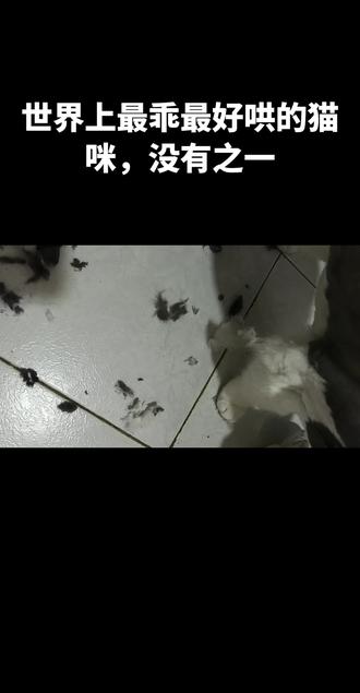 剃毛随我怎么剃,不挣扎,不躲避,剃到最后给个罐罐,乖乖吃#猫毛清理大作战 #最乖的猫 #刮猫毛 #宠物日常操作 #宠物日常操作
