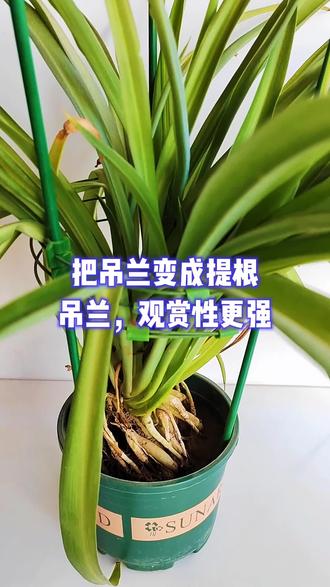 把吊兰变成提根吊兰,观赏性更强