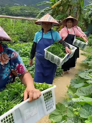 #树仔菜 南方的朋友经常吃,口感鲜嫩,营养丰富,清炒做汤涮火锅都好吃#三农 #种菜 #新农人计划