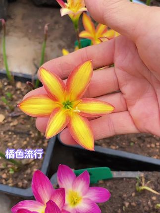 橘色流行