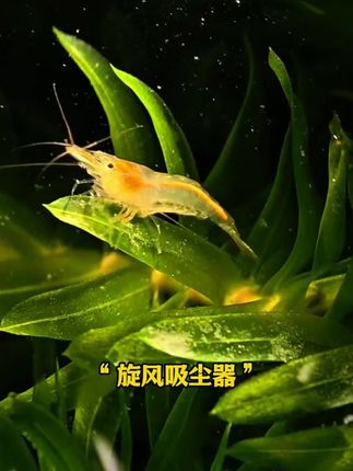 #黑壳虾 !鱼缸里的“隐形清洁军团”太能打了 家人们,黑壳虾这波清洁力直接封神!别看它们小得像颗黑珍珠,干活起来那叫一个猛~ 缸壁上的青苔、水草叶的藻斑、底砂里的残饵,全被这群“小矿工”扫荡得干干净净,钻进石缝里啃食死角的样子,像在给鱼缸做“深度SPA”,连牙刷都刷不到的地方都给你啃亮,堪称“活体清洁队”! 群养才是精髓!几十只一起出动,密密麻麻在缸里穿梭,动静不大却效率爆表,忙活完鱼缸清得能照见人影。关键还超皮实,不挑水质不挑食,混养也不惹事,新手闭眼养都不翻车。 宝子们,想让鱼缸时刻清清爽爽?黑壳虾必须安排,这波“低调实力派”清洁,谁用谁知道香,冲就完事儿!#鱼缸除藻 #鱼缸里的大自然 #水族爱好者 #在抖音入手的好东西 @抖加🔥上热门🔥dou+🔥热点宝 @DOU+小助手 @我要上热门