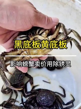 塘口螃蟹黑底板黄底板影响卖相怎么办? #螃蟹养殖 #大闸蟹养殖 #鱼虾蟹养殖 #黑底板黄底板