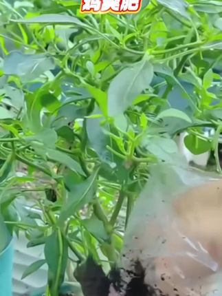 #鸡粪肥 #鸡粪肥料 #鸡粪有机肥
