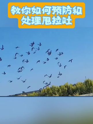 教你如何处理甩拉吐#养鸽子 #赛鸽欣赏 #职业赛鸽 #信鸽 #赛鸽运动