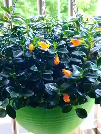#花卉绿植 #阳台种植 #阳台养花 #金鱼吊兰