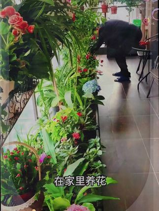 #植物叶片反复出现焦尖,应该如何防护才能叶片油绿爱开花呢 #养花小知识 C