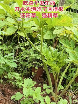 #种植 #强精草 #查尔酮 #还阳草 #神仙草 吃这个鬼东西,开水冲泡吃了凶得很,还阳草,强精草,神仙草,查尔酮