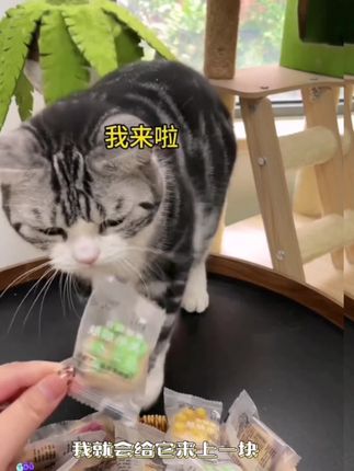 猫爪饼猫咪零食骨肉冻干狗猫零食增肥发腮幼猫鸡肉冻干生骨肉冻干#宠物零食 #猫咪零食 #好物畅买不打烊