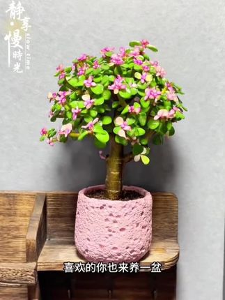 金枝玉叶怎么样才爆盆#金枝玉叶#粉色多肉#居家好物#家的样子就是你灵魂的样子#金枝玉叶怎么养不黄叶不落叶
