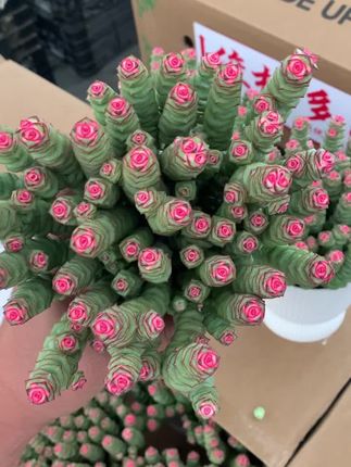 钱串多肉 #爱生活爱养花 #记录多肉生活 #养花人 #花卉基地