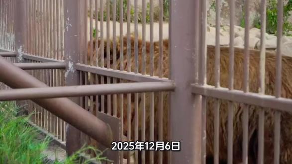 杭州动物园黑
熊袭击饲养员