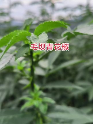 #抖音助农扶农 #原创视频