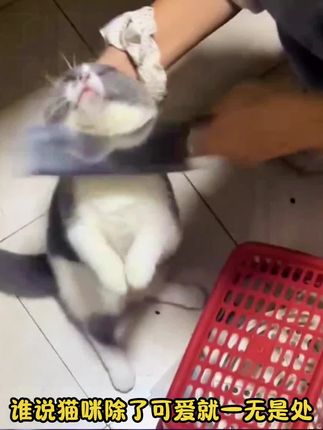 起猛了看见了飞猫!#搞笑解说 #都是好样的 #萌宠 #动物 #搞笑视频