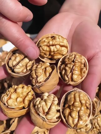 正宗新疆阿克苏纸皮核桃,皮薄果仁饱满,手捏即开,自然晾晒,吃起来满口酥脆,原色无漂白,老人孩子孕妇可放心吃~~ #桃核 #纸皮核桃 #阿克苏纸皮核桃 #新疆美食 #优质农产品