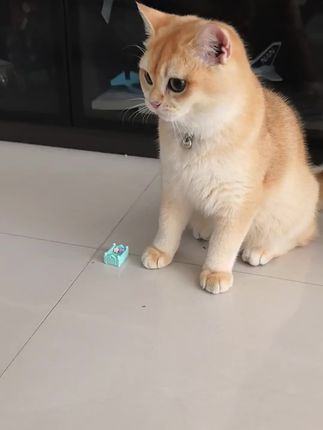 当我给猫咪买床看错了尺寸…#猫咪的心思都写在脸上了 #我镜头下的小猫 #铲屎官的乐趣 #猫咪驱虫