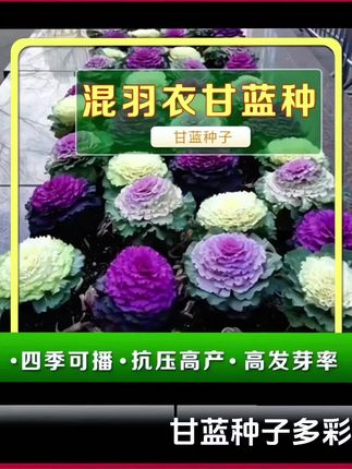 彩衣甘蓝种子混色羽衣甘蓝#多年食用观赏紫色蔬菜阳台四季盆栽花卉