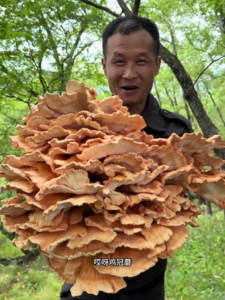 看看今天发现的大蘑菇怎么样,太漂亮了 #新鲜采摘 #大自然的馈赠