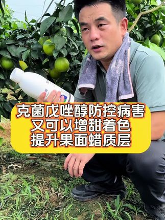 果实管理中后期,克菌戊唑醇既能美果防病治病,还能促进果实着色,悬浮剂,一瓶兑水2000斤,全国包邮。