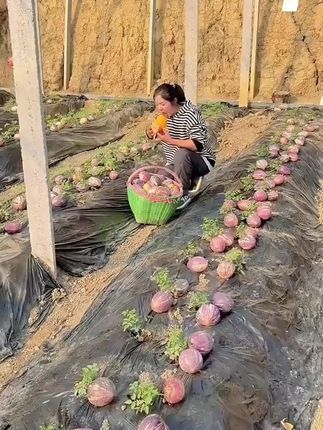 顺丰甘肃特产民勤沙漠人参果低糖现摘新鲜清甜多汁3斤5斤坏果包赔