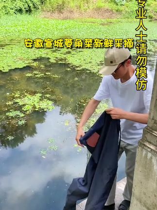 安徽宣城菱角菜新鲜采摘野棱角菜500g/包食用农产品需自己烹饪#好物推荐#新款必备#精选推荐