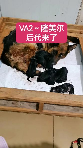 8条VA2隆美尔后代出生,夭折一条
母亲犬(德国青年公SG7女)
喜欢的请关注。
#自家养殖 #德牧 #德牧幼犬 #隆美尔 #德国牧羊犬