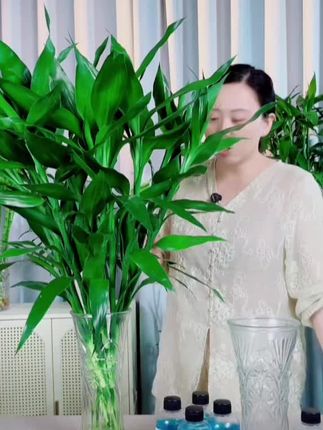 富贵竹水培植物室内客厅转运观音竹客厅办公室内桌面绿植四季盆栽#富贵竹 #绿植 #盆栽 #富贵竹怎么养 #好养的绿植